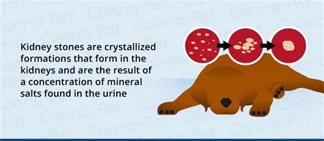 What Are The Symptoms Of Kidney Stones In A Dog