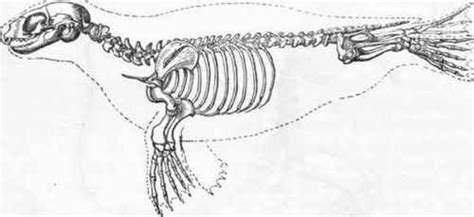 harbor seal skeleton | Anatomy drawing, Anatomy, Anatomy study