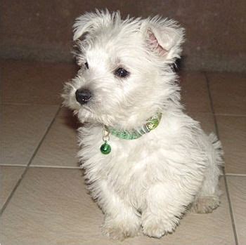 34 West Highland White Terrier Mix Breeds – The Popular and Adorable ...