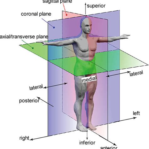 Planes Of Section Anatomy