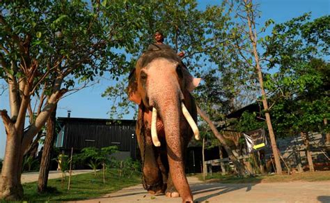 Revered 'White' Elephant To Be Royal Present To Thai King