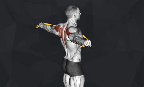 The 10 Best Rhomboid Exercises (Updated 2024) - Jacked Gorilla