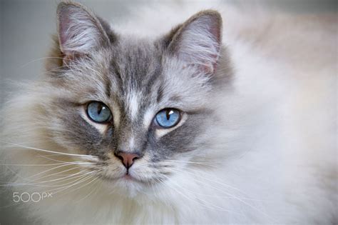 Closeup of the beautiful blue eyes ragdoll cat. | Ragdoll cat, Gorgeous ...