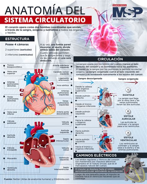 Anatomía del sistema circulatorio - Infografía