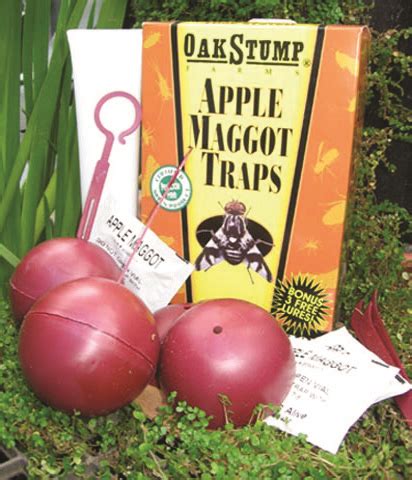 Apple Maggot Traps 1 set of 3 traps - Whiffletree Farm & Nursery