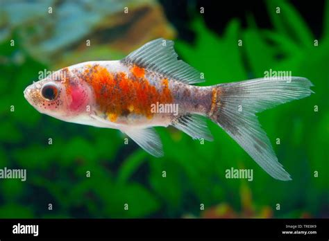 goldfish, common carp (Carassius auratus Calico), breed Calico Stock ...