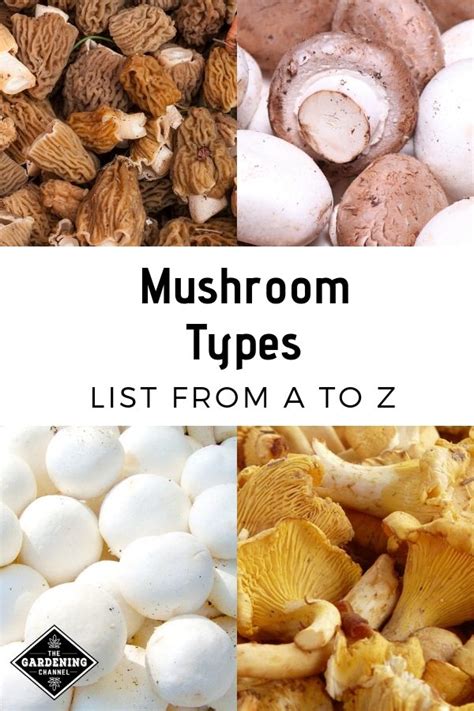 List of Mushroom Types from A to Z | Stuffed mushrooms, Health benefits ...