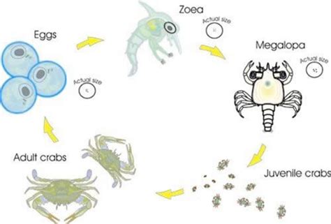 The Lifecycle of the Hermit Crab - Project Hermies | Life cycles ...