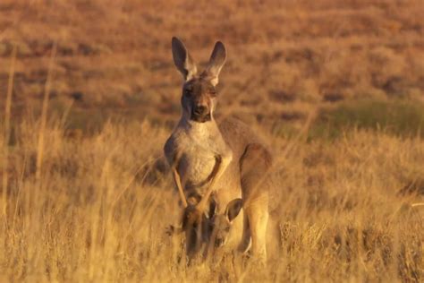 Stream it or skip it: 'Kangaroo Valley' on Netflix, a wildlife ...