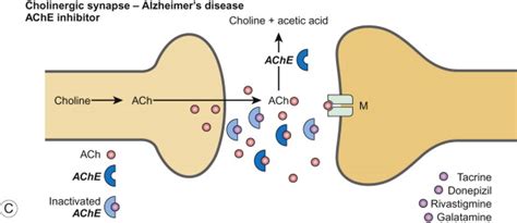 Cholinesterase Inhibitors | Neupsy Key