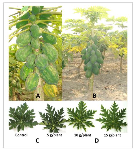 Boron deficiency symptoms on fruits | Download Scientific Diagram