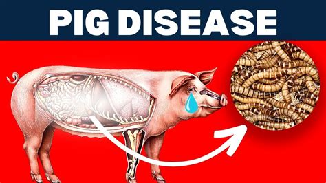 Hidden Truth About Common Diseases of Pigs - YouTube