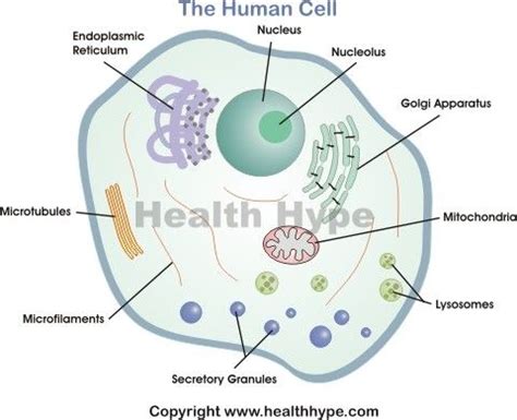 Human Cell Diagram, Parts, Pictures, Structure and Functions | Human ...