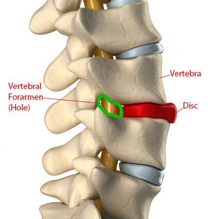 Anatomy of the Foramen Transversarium - Find Any Infos Here | Masezza