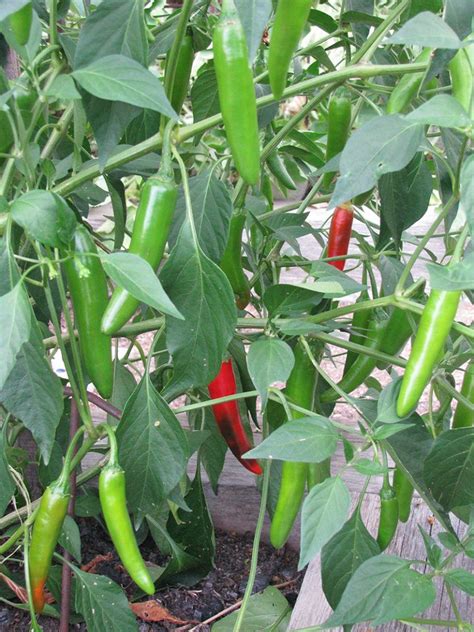 Serrano Pepper | White Harvest Seed Company