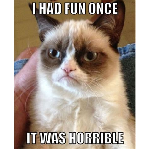 100 Funniest Cat Memes Ever