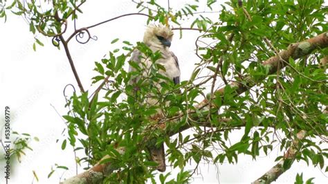 Young Harpy Eagle (Harpia harpyja) bird of prey, also American harpy ...