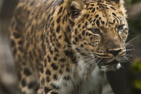 Amur leopard | Oregon Zoo