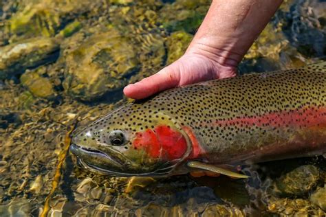 Trout Fishing Alaska: A Complete Guide 2024