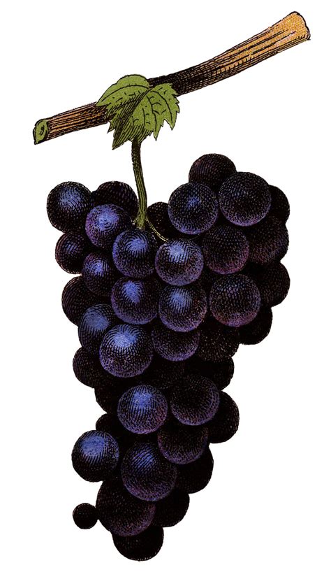 11 Grapes Clipart! - The Graphics Fairy