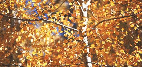 autumn leaves fall leaves gif | WiffleGif