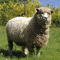 BC Purebred Sheep Breeders' Association Sheep Breeds