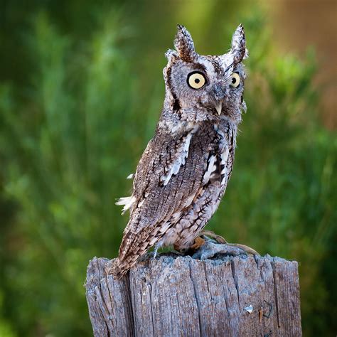 Western Screech Owl Photograph by John Bartelt - Fine Art America