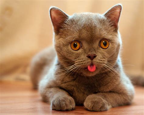 Cat Sticking Tongue Out - Cats Wallpaper (29814244) - Fanpop