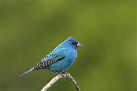 Indigo Bunting Female