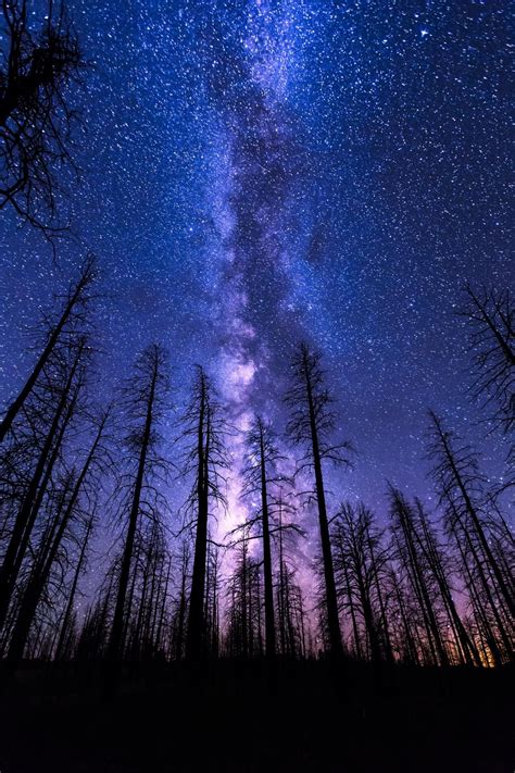 Mobile HD Wallpapers | NIGHT SKY START FOREST MILKYWAY VIOLET ...