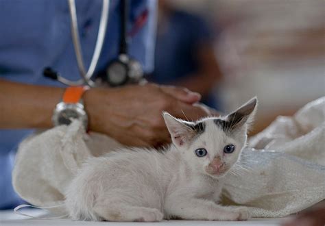 Treatment Stops Deadly Cat Virus! - Land of Cats