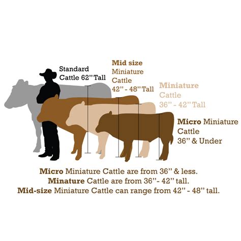 Smaller Beef Breeds — White Mountain Miniatures