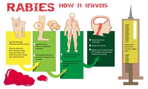 Rabies: Symptoms, causes, treatment, and prevention | by Healthchanger ...