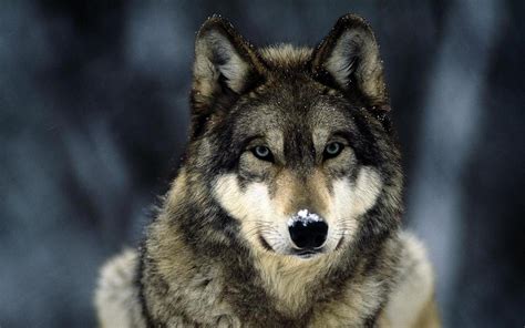 wolf, Animals Wallpapers HD / Desktop and Mobile Backgrounds