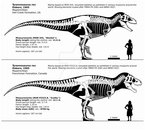 The Tyrannosaurus Genus synonym questions... : r/Dinosaurs