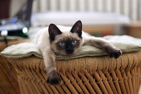 Siamese Cat Facts | ASPCA Pet Health Insurance