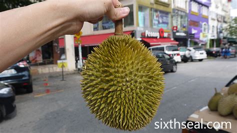 D24 Durian Types: Sultan, Super D24, Highland D24 – sixthseal.com