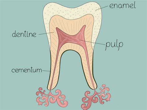 Tooth anatomy by Daria Subkhangulova on Dribbble