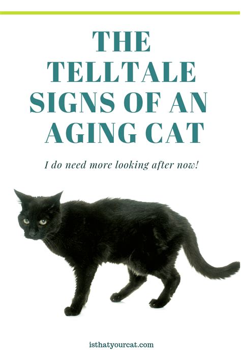 The Telltale Signs Of A Cat Aging Are Not Always Obvious