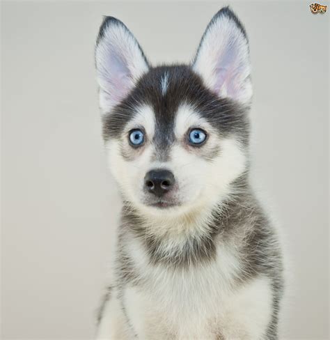 Pomsky Dog Breed | Facts, Highlights & Buying Advice | Pets4Homes