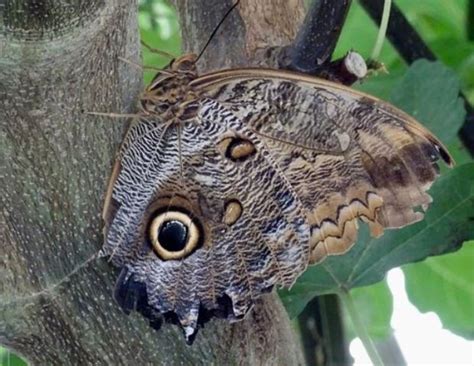 Exploring disguise and mimicry camouflage with youth - 4-H ...