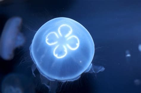 Habitat of the Moon Jellyfish | Animals - mom.me