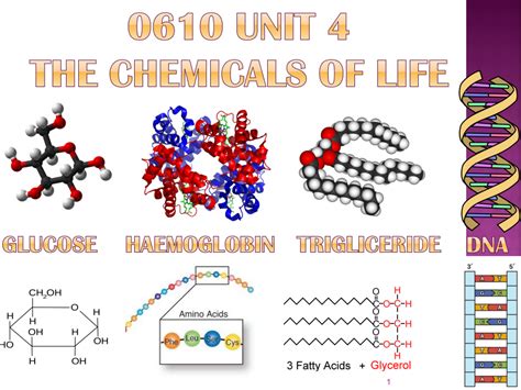 Biomolecules GCSE | Teaching Resources