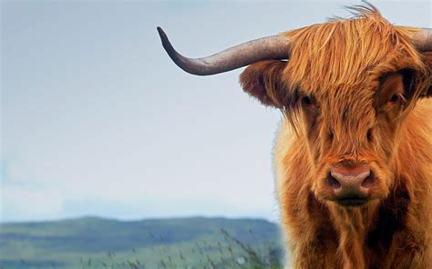 Highland Cow Wallpapers - Wallpaper Cave