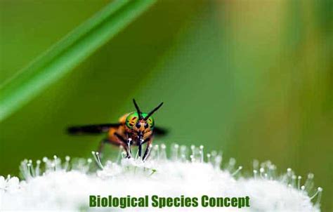 Biological Species Concept | Defining A Species | BioExplorer