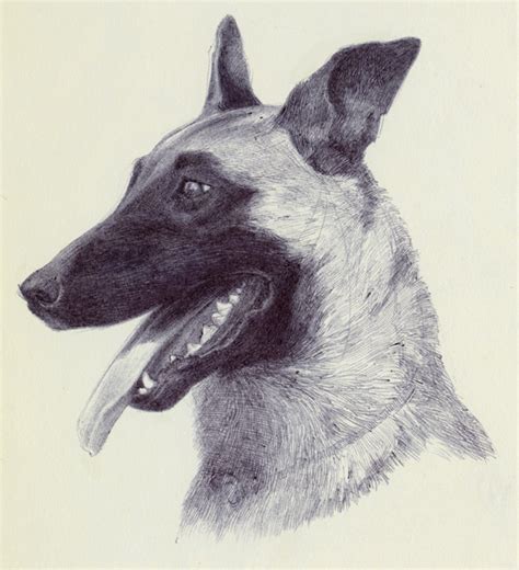 Belgian Malinois by Ryer-Ord-Star on DeviantArt