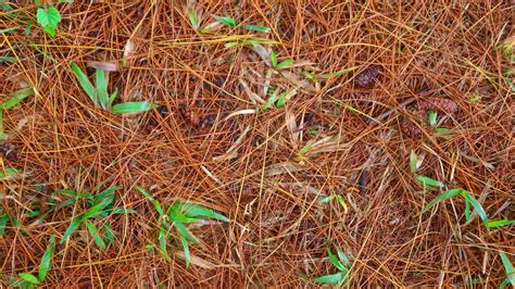 Pine Straw Mulch: What It Is and How to Use It