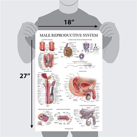 Parts Of Male Reproductive System Worksheet