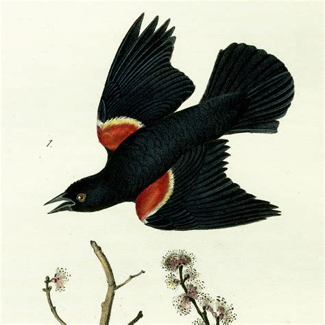 Audubon Bird Prints from Birds of America 1840