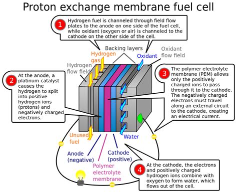 proton exchange membrane fuel cell | Fuel cells, Hydrogen fuel, Fuel cell